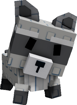 Racoon Pet
